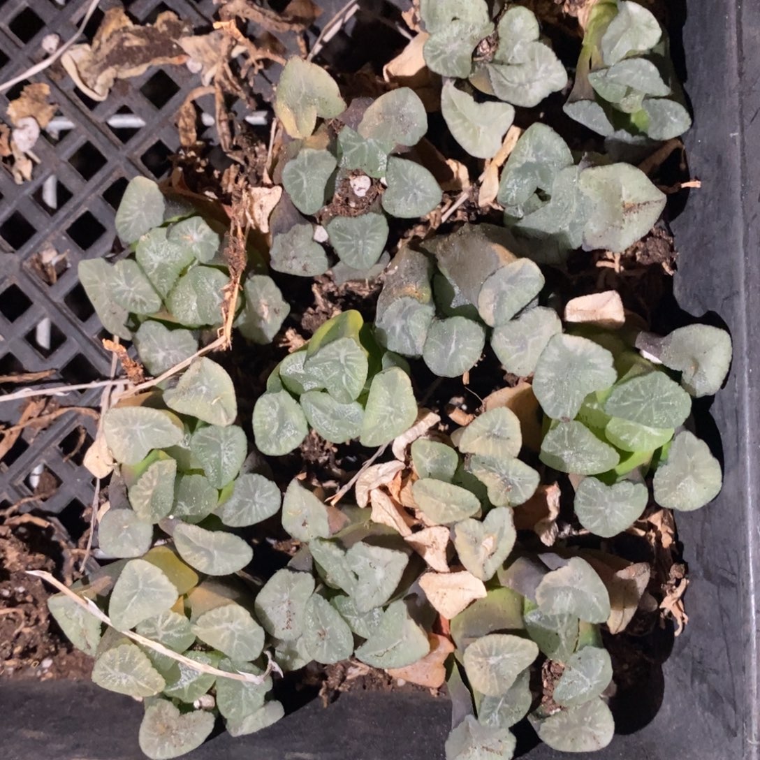 1314 一坨13颗实生大空明湖万象 开播福利