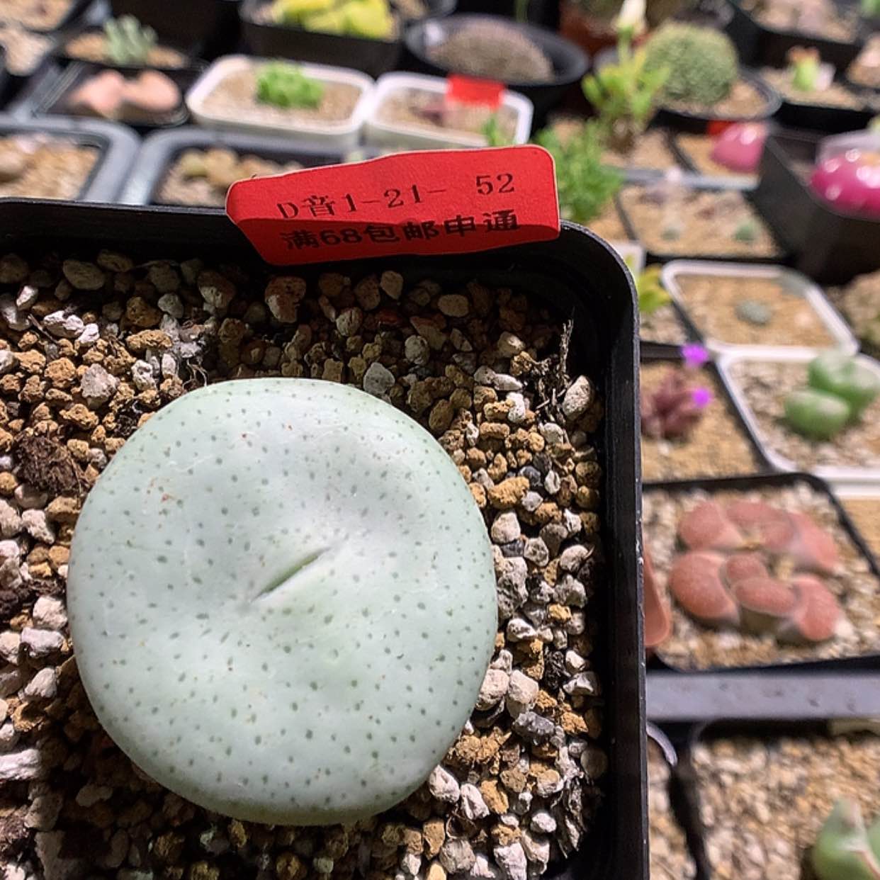 【闪购商品】1-21-52 酒杯大饼一颗特50