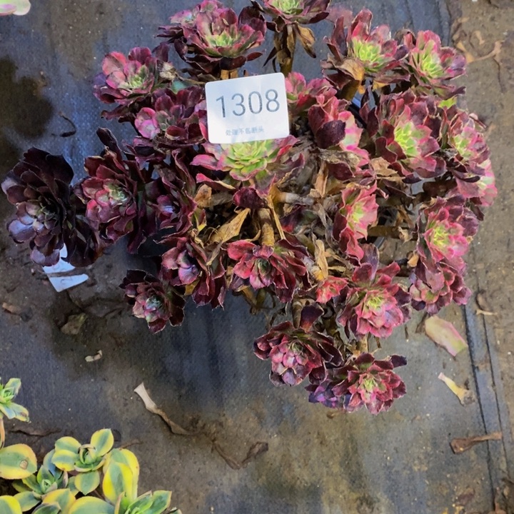 紫妍多肉断头不包1308