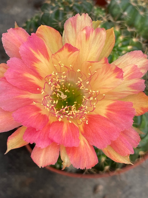 仙人球多肉植物室内绿植易养防辐射