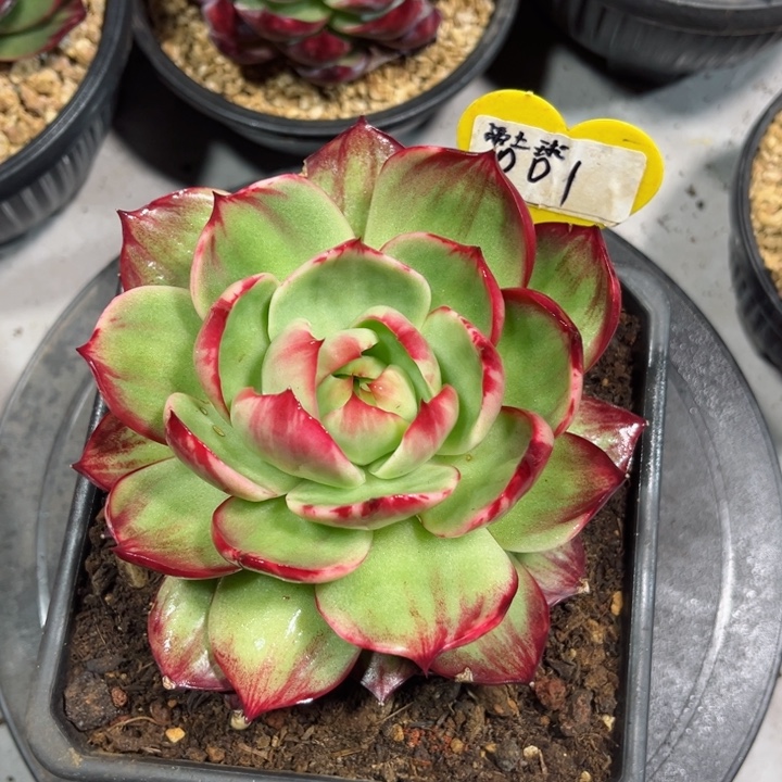 嘿****惊鸿仙子多肉植物A001