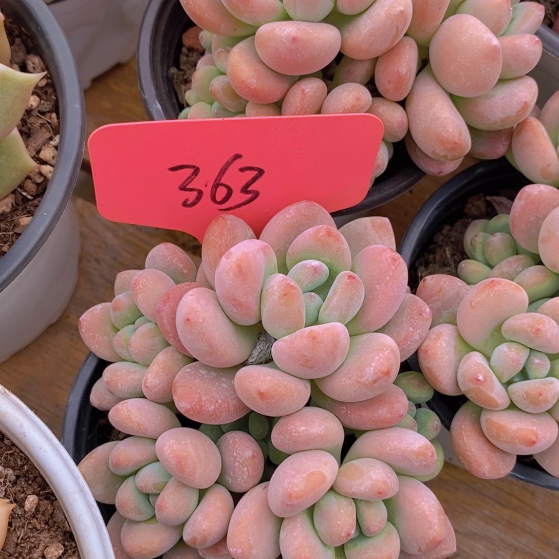 清寄养位置，仅限1.5天，