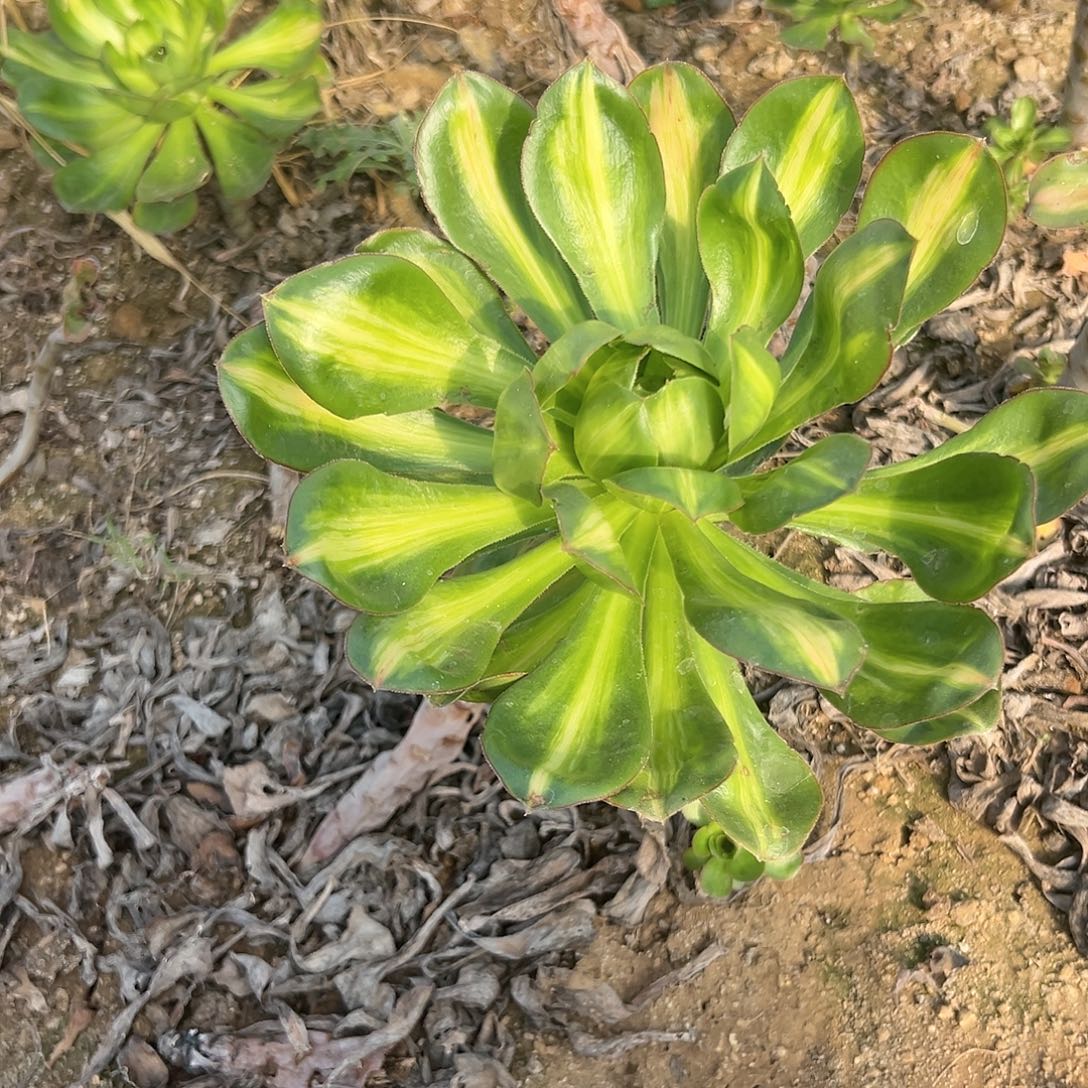 多肉植物燕姿中班锦