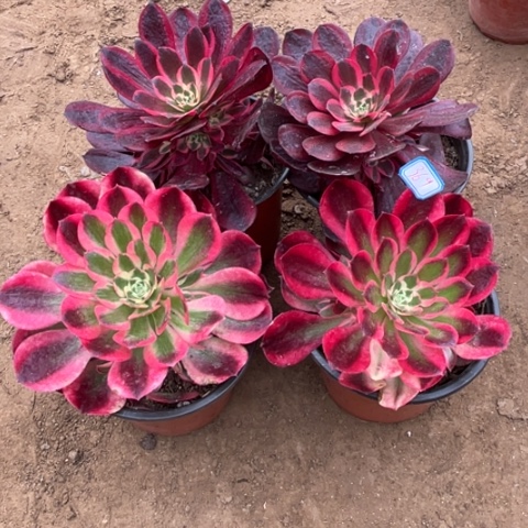 369多肉植物组合