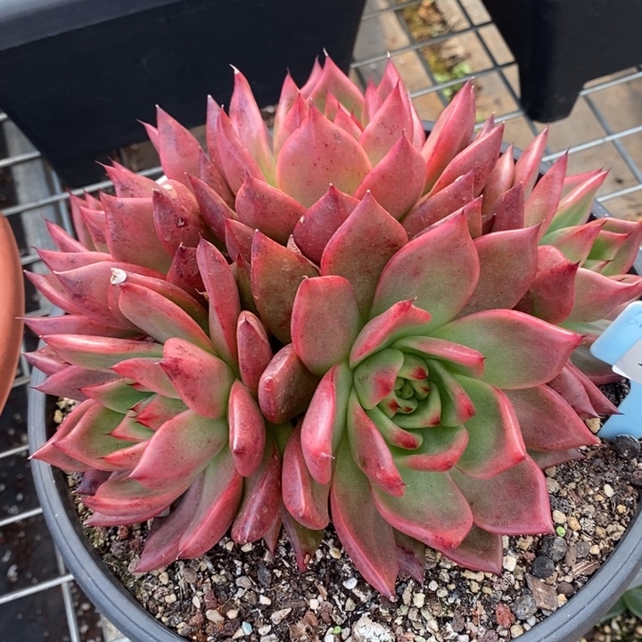 D124- 直播福利 菩萨捧花