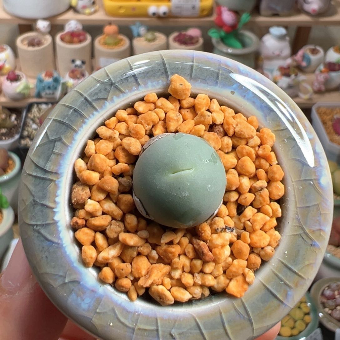 多肉植物50号鸽子蛋