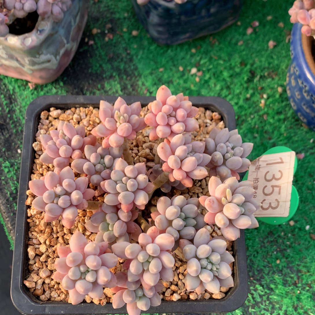 星黛露老桩一物一拍