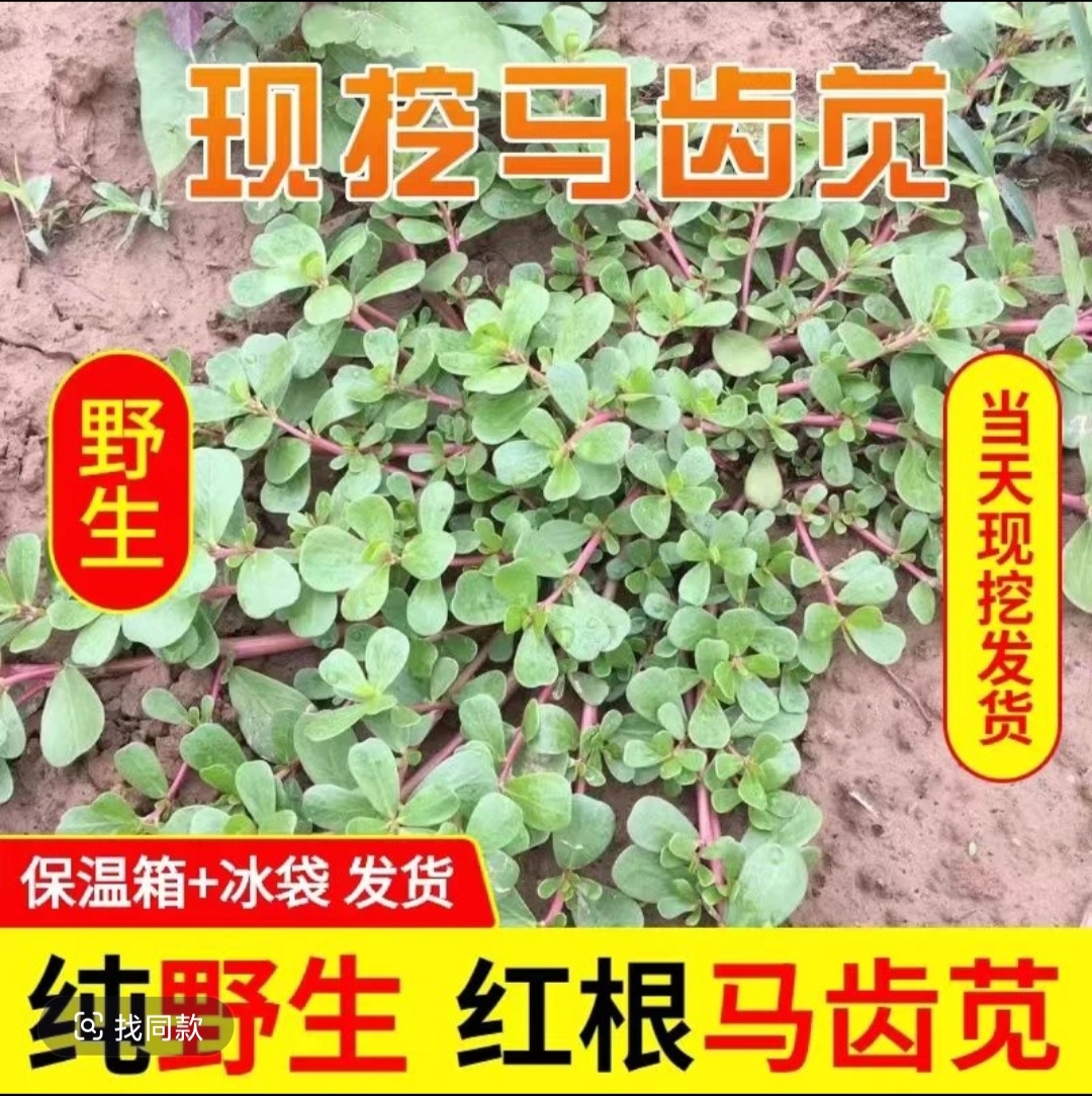 现挖现发新鲜马齿菜野生菜马蜂菜蔬菜当季野菜马齿笕整棵马蜂菜
