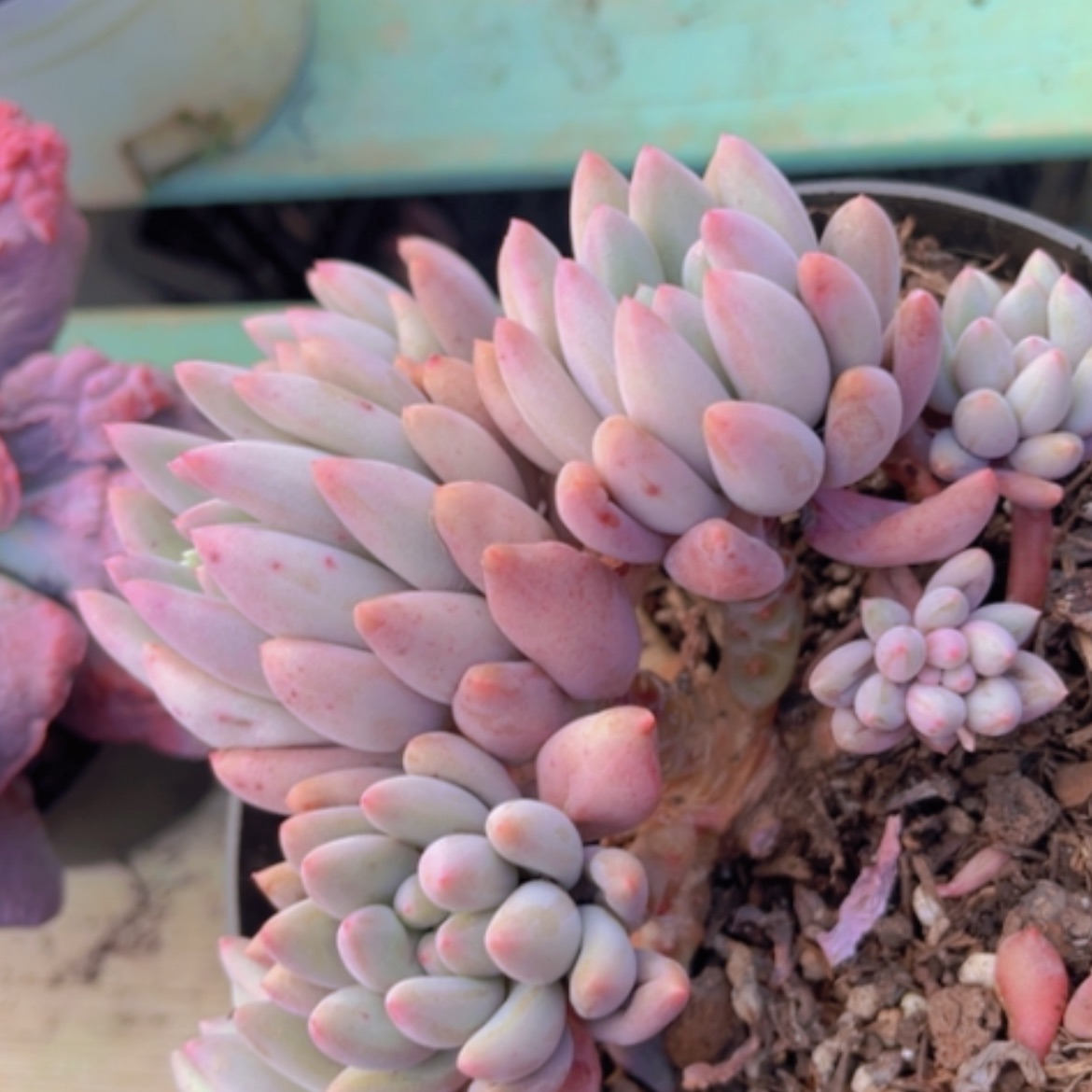 【闪购商品】红蜻蜓23222
