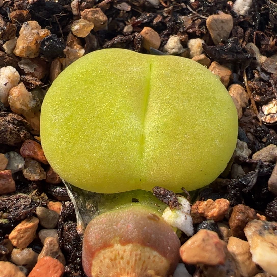 1801.1蟠桃多肉植物百科