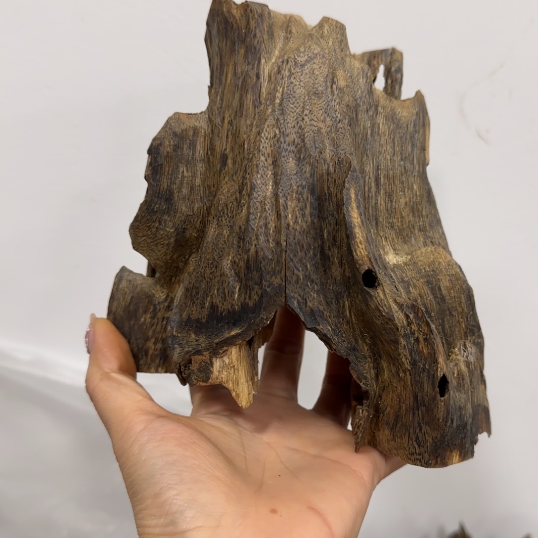 沉香木摆件棋楠沉香树头虫漏摆件块料210克