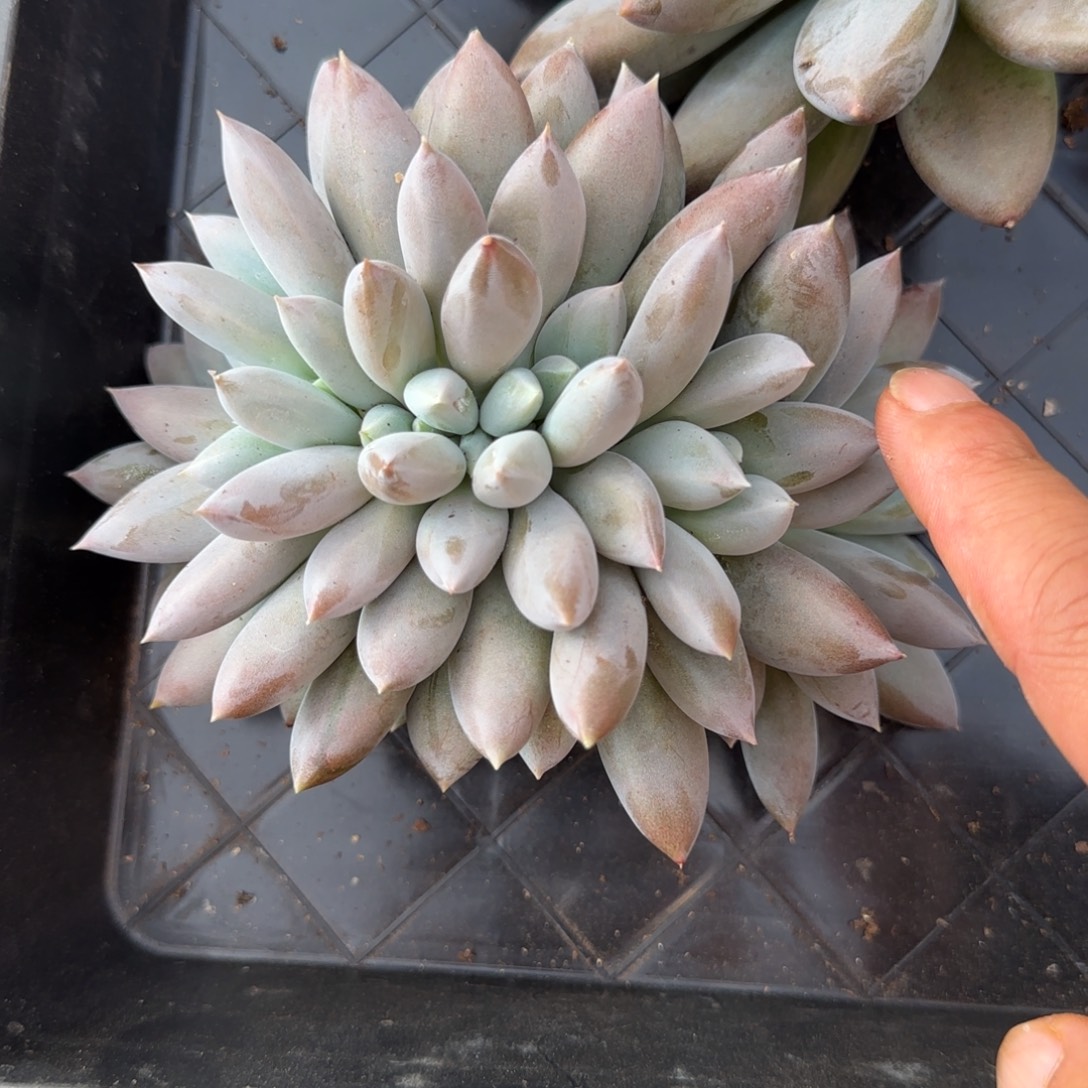 焦涛体多肉植物多肉