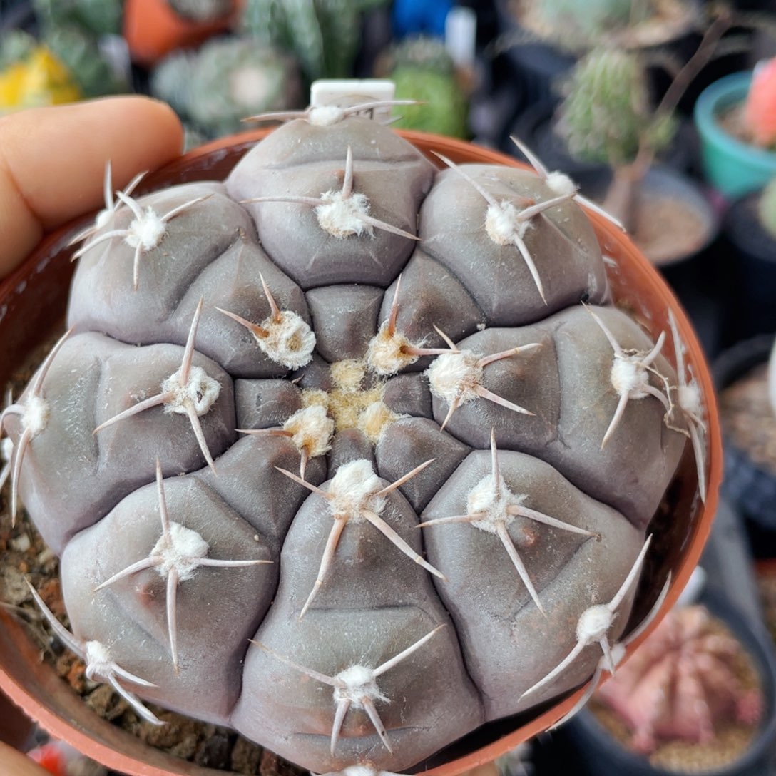 仙人球满28包邮盆口径5公分铅皮8.5公分