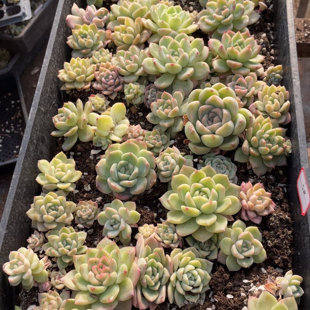 柒***默60甘露寺播种苗，，，，