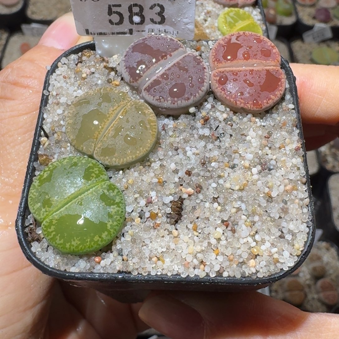 Sss精品清货价583