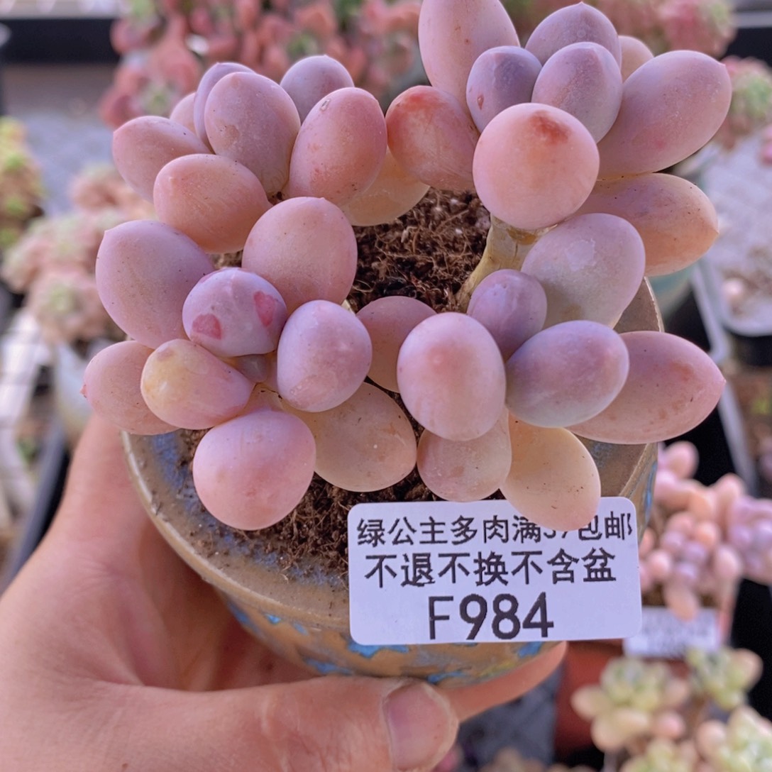 香水手指奶老桩7cm984多肉植物