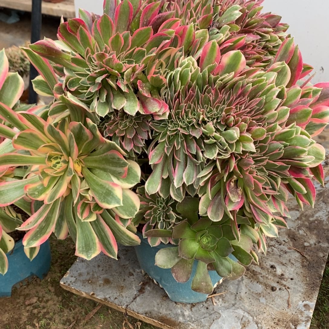 女神缀化1颗多肉多肉