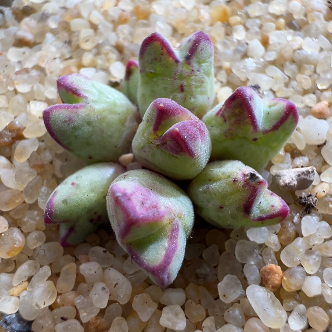 154优选985猪蹄八头