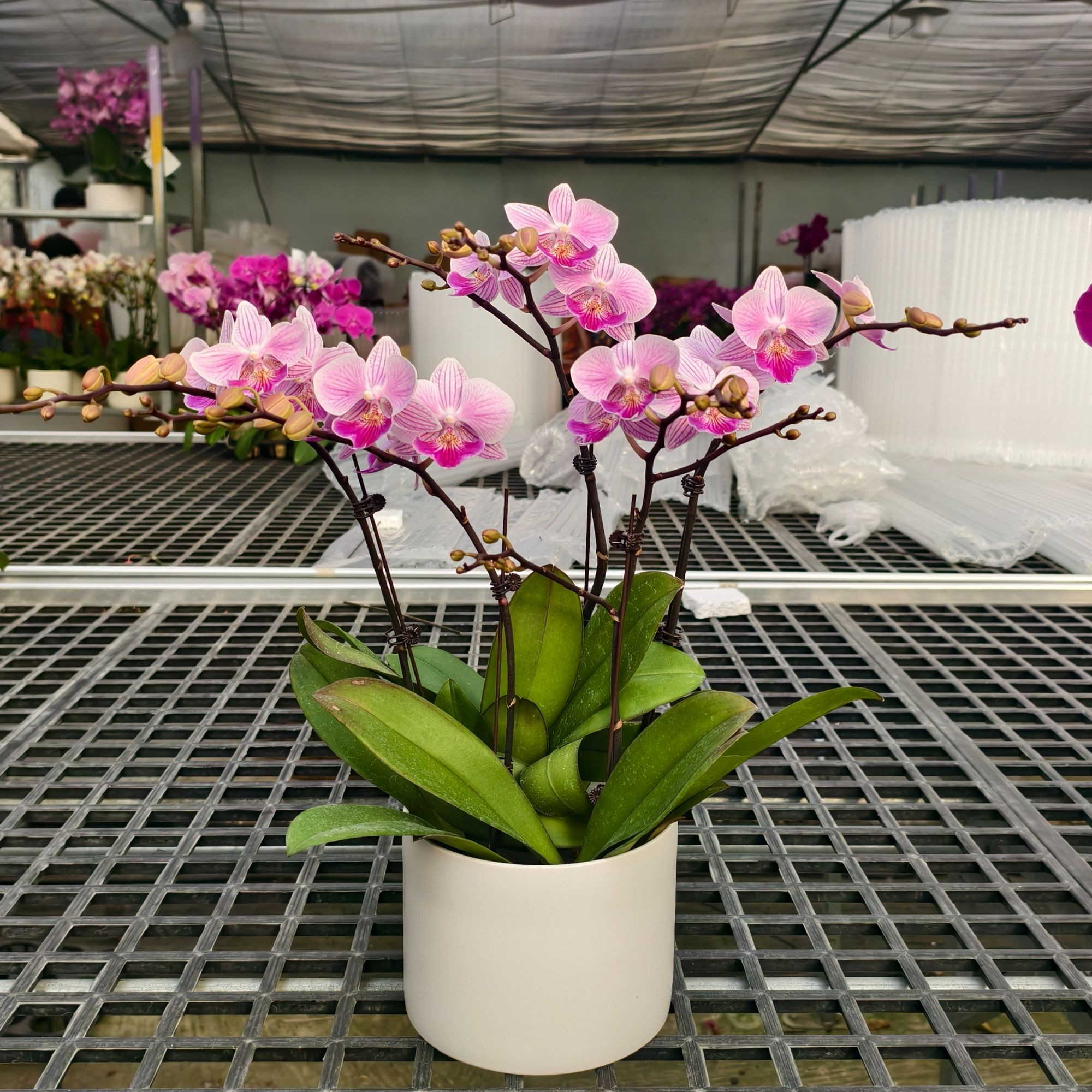 A16【情思-3苗3花组陶瓷盆】高端精品蝴蝶兰室内盆栽基地直发易养护