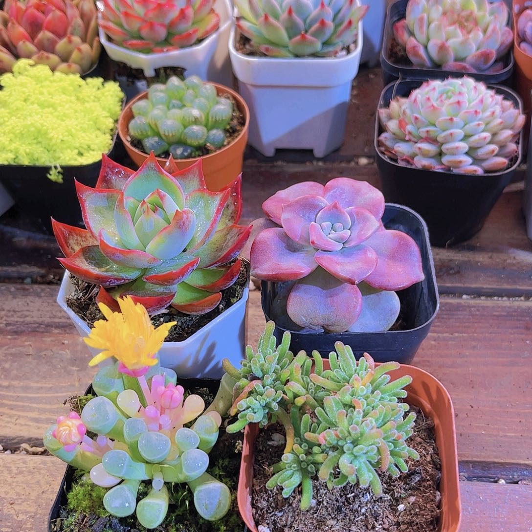 如图4盆1111111111111111111