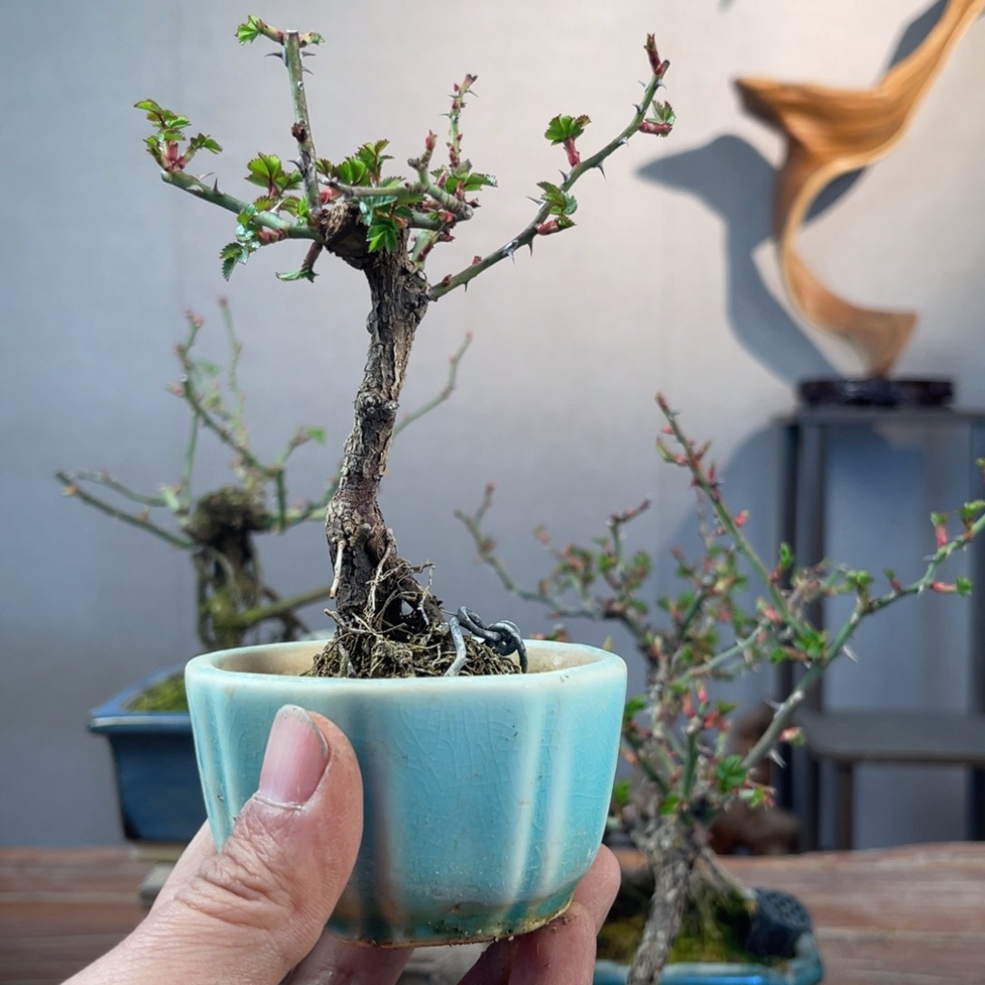 微月季盆景111111火*