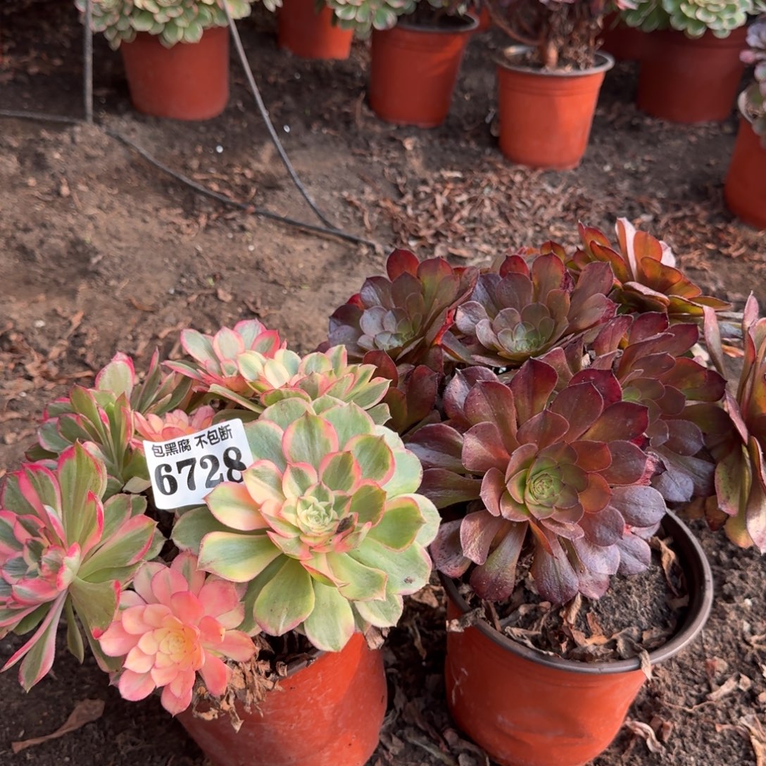 法师两颗6728 19-41