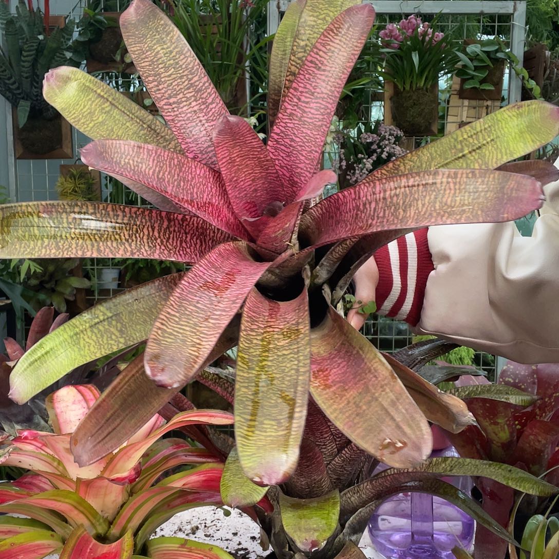 无花朵进口积水两颗