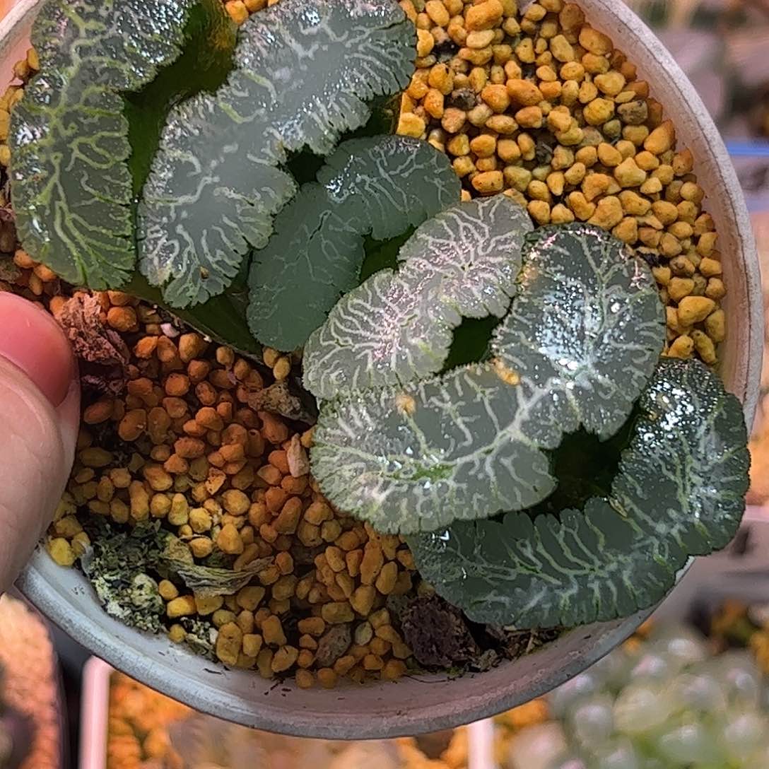 虞姬玉扇十二卷多肉