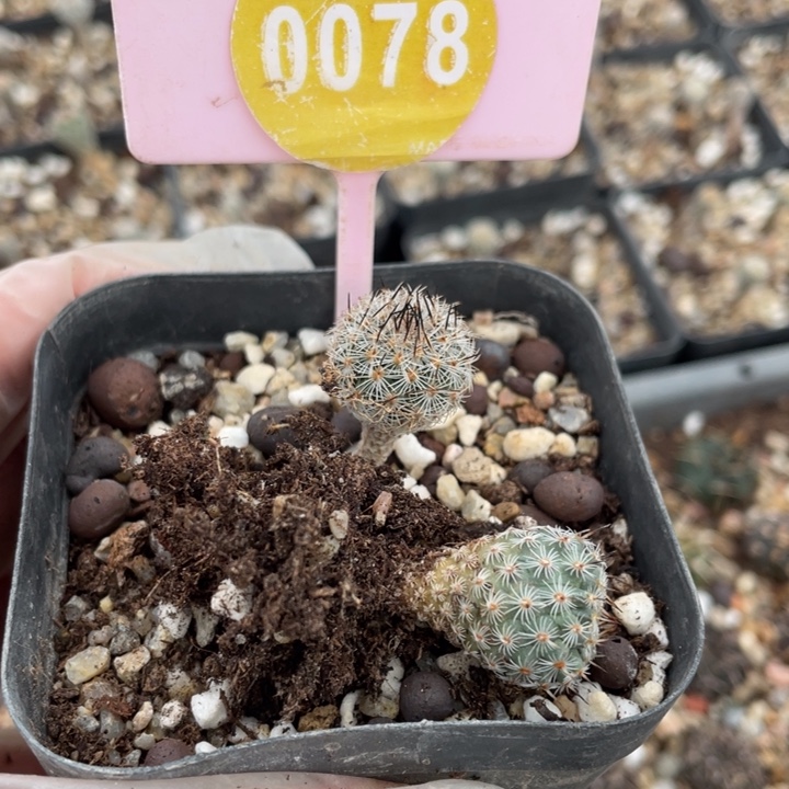 F***d实生美针00780000000000