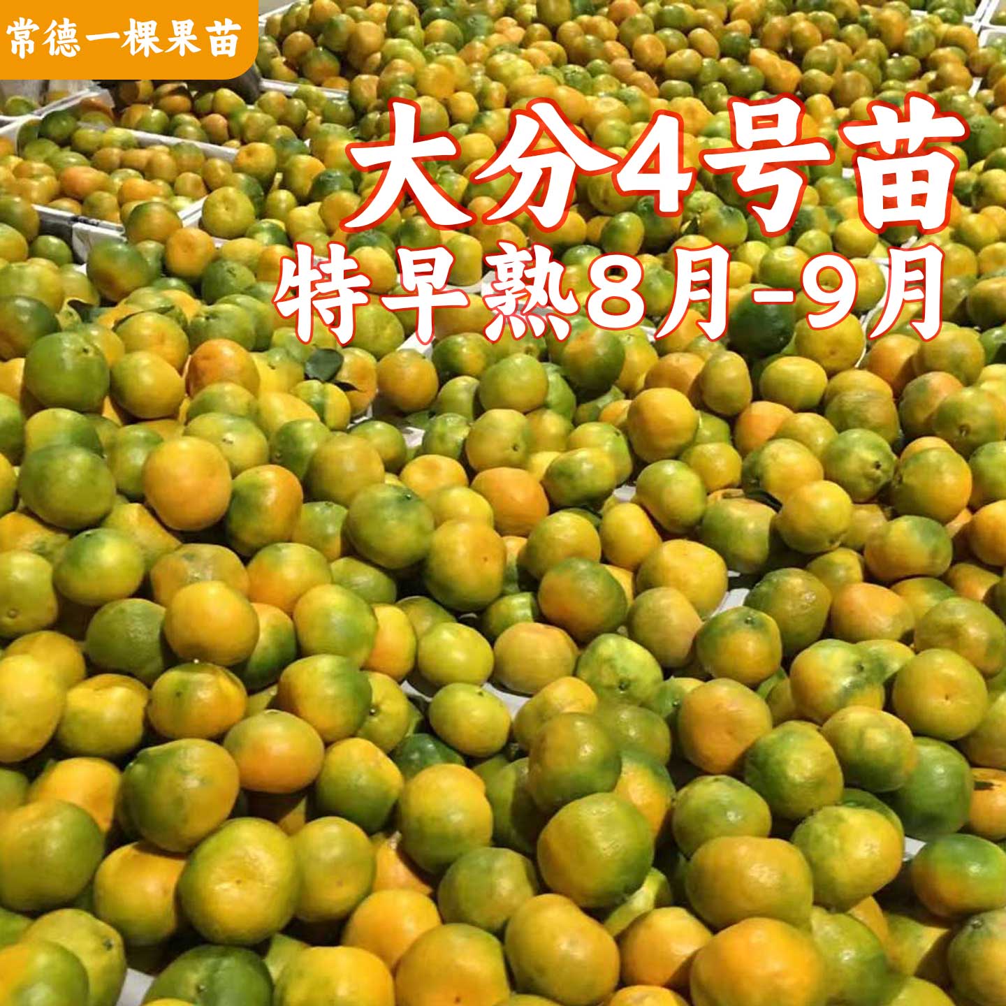 【5株起】大分4号特早熟柑橘1年裸根苗果树苗老品种橘子