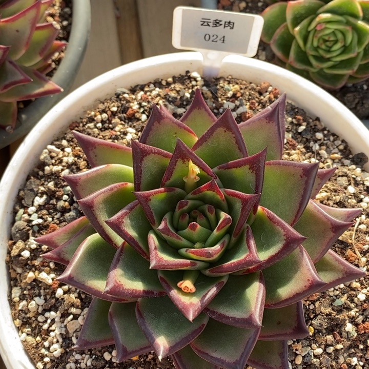 东云024号直播福利哦