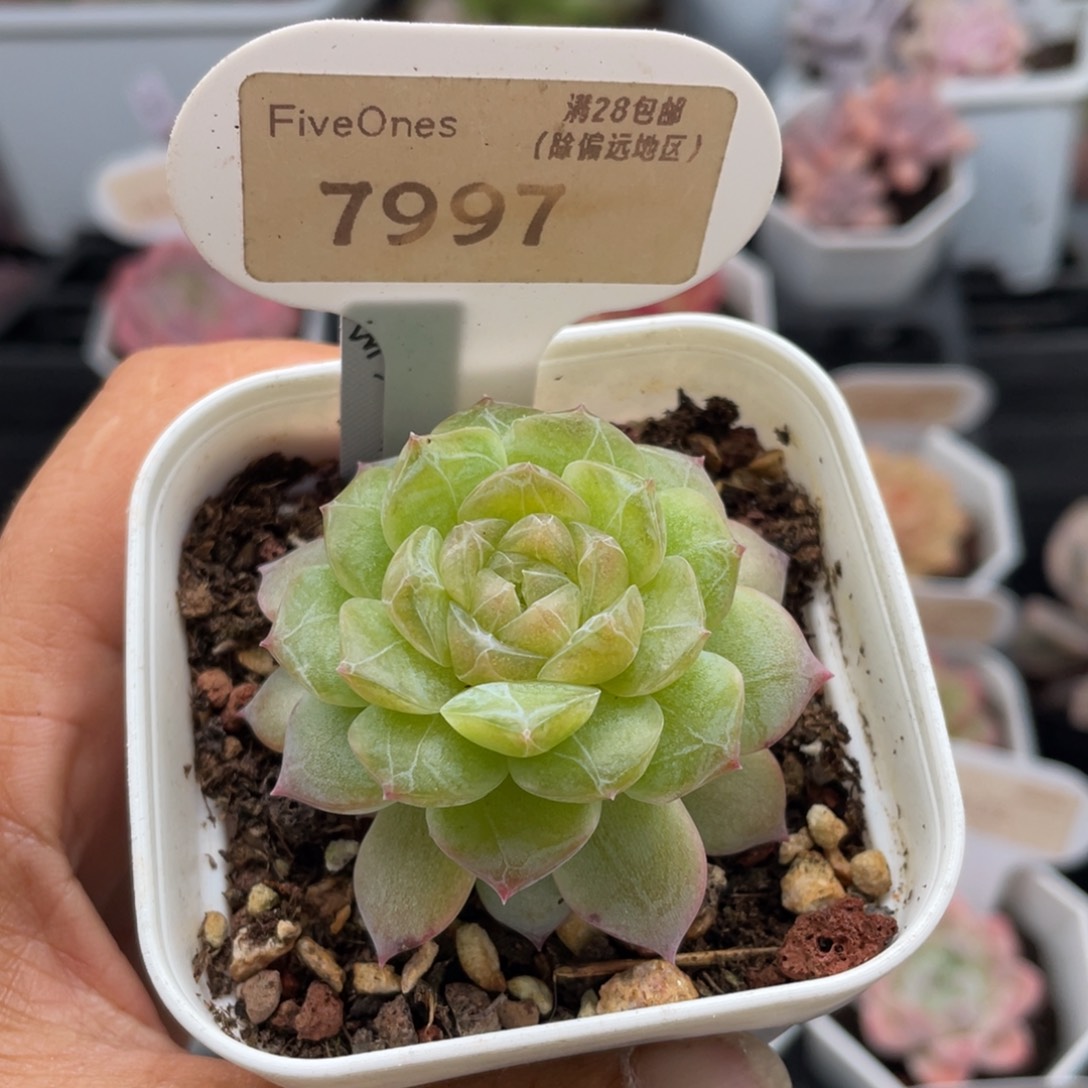 编号系列7997-5.0厘米