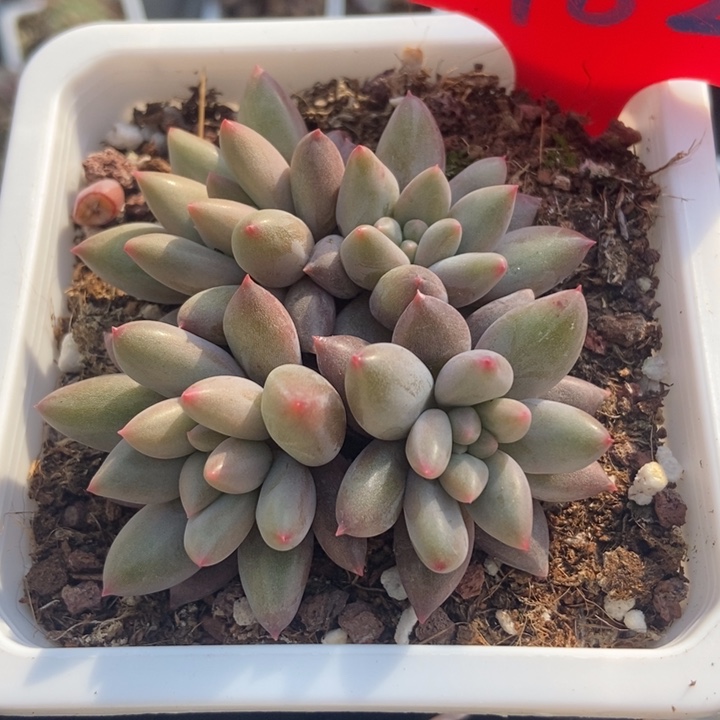 982车厘子多肉植物保护