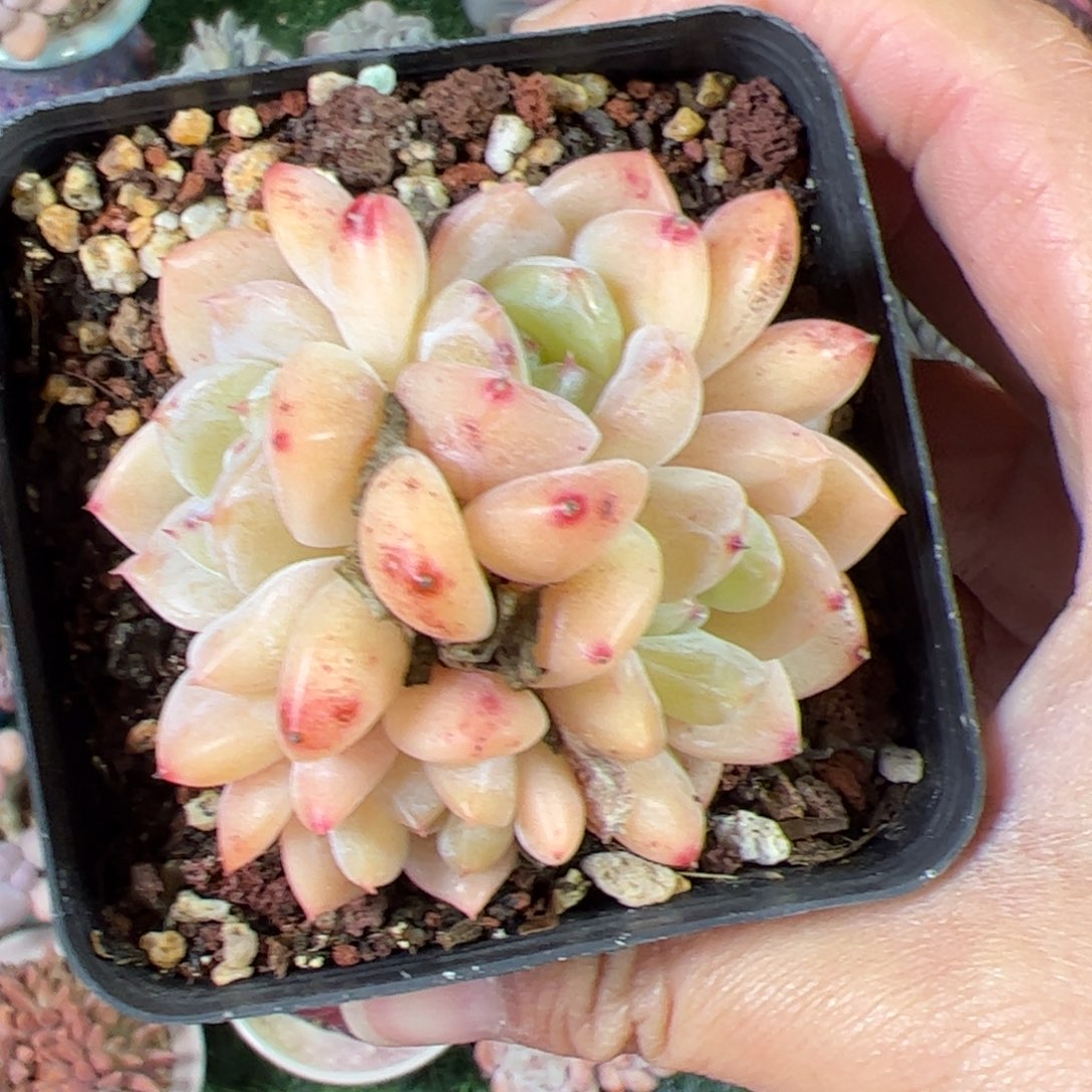 j***n585 多肉植物组合盆栽