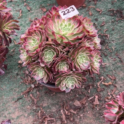 223万花筒手捧多肉，