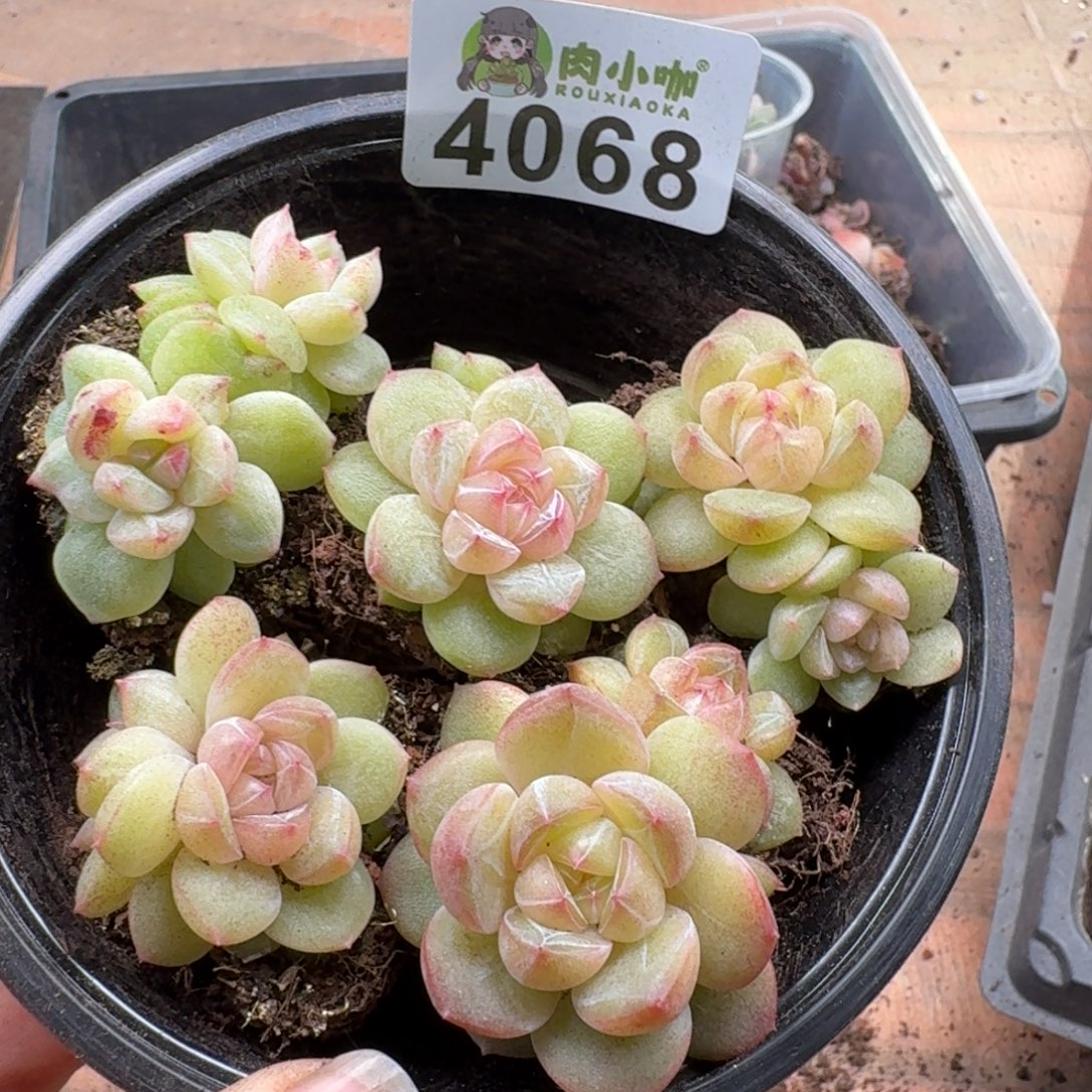 多肉植物多肉植物