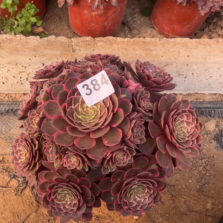 粉花妖384不包断枝