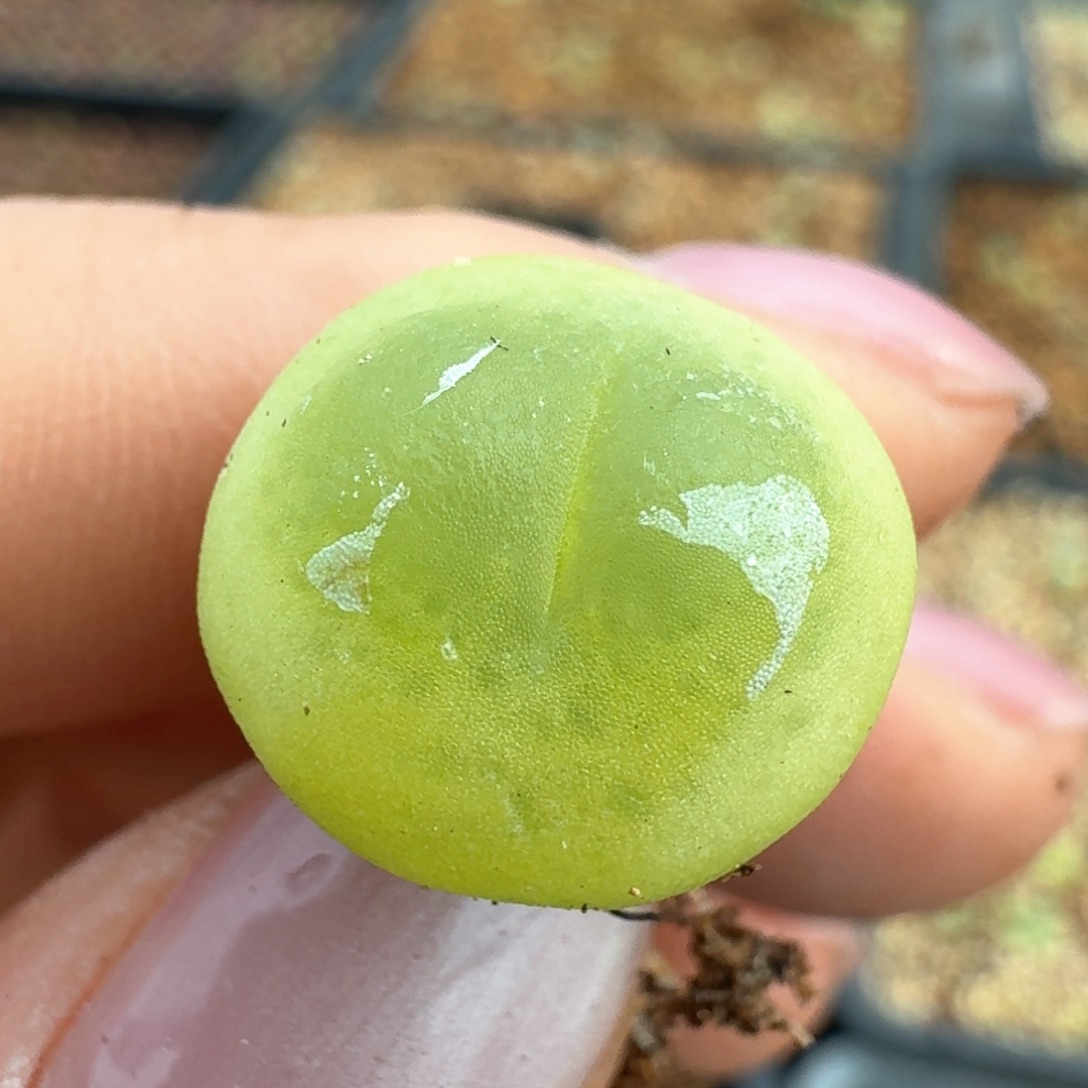 134拉拉一颗福利出   000000