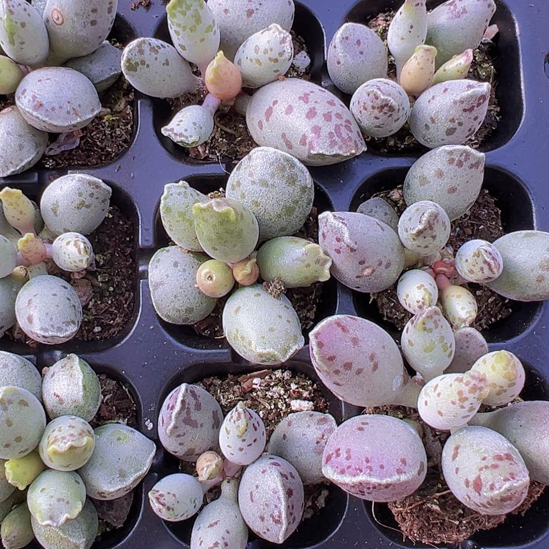 海豹苗3颗19包邮多肉植物