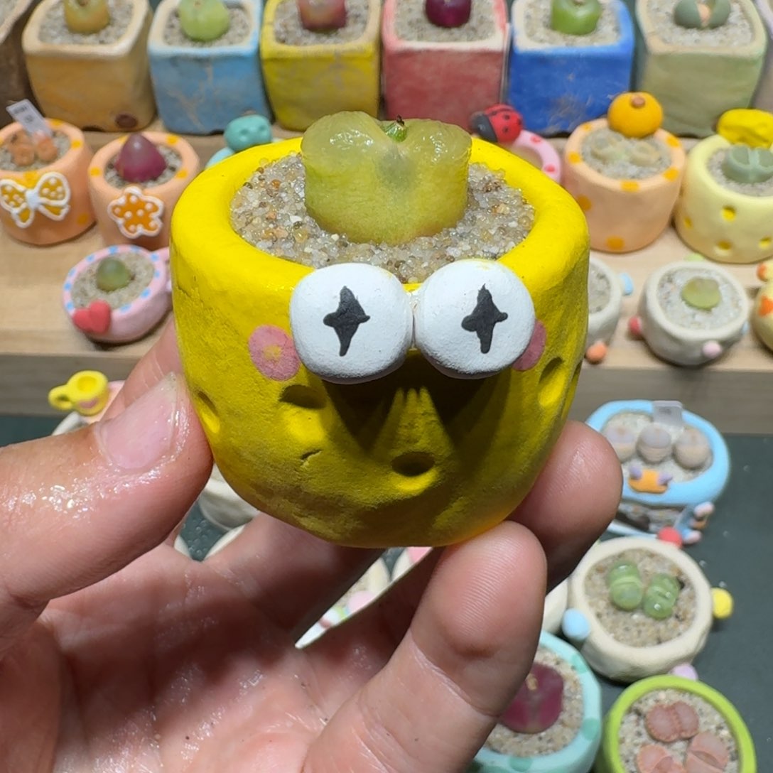 红陶蘑菇1026毛汉尼