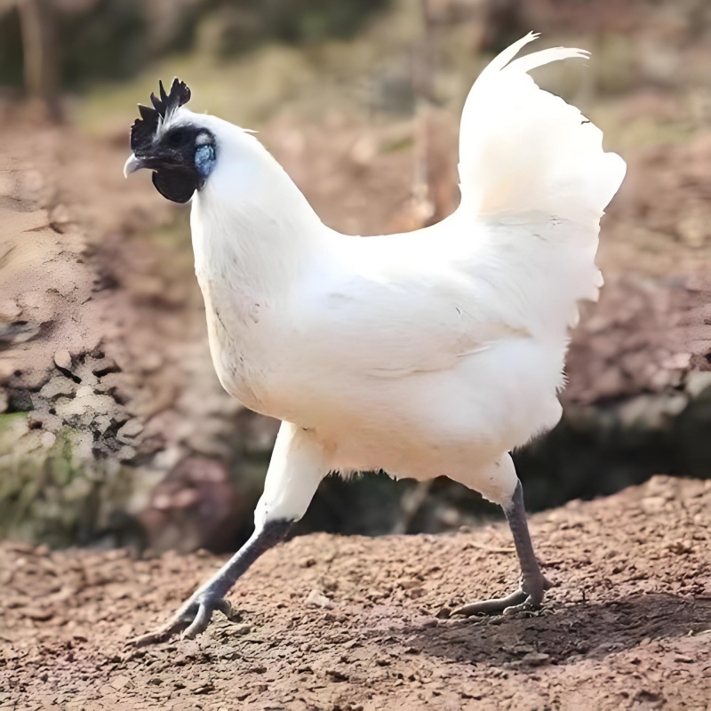 农场直发蓝耳江山白农家散养现选现杀肉质紧实鲜美坏单包赔