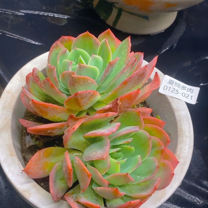 夏悦多肉0125-21绮罗