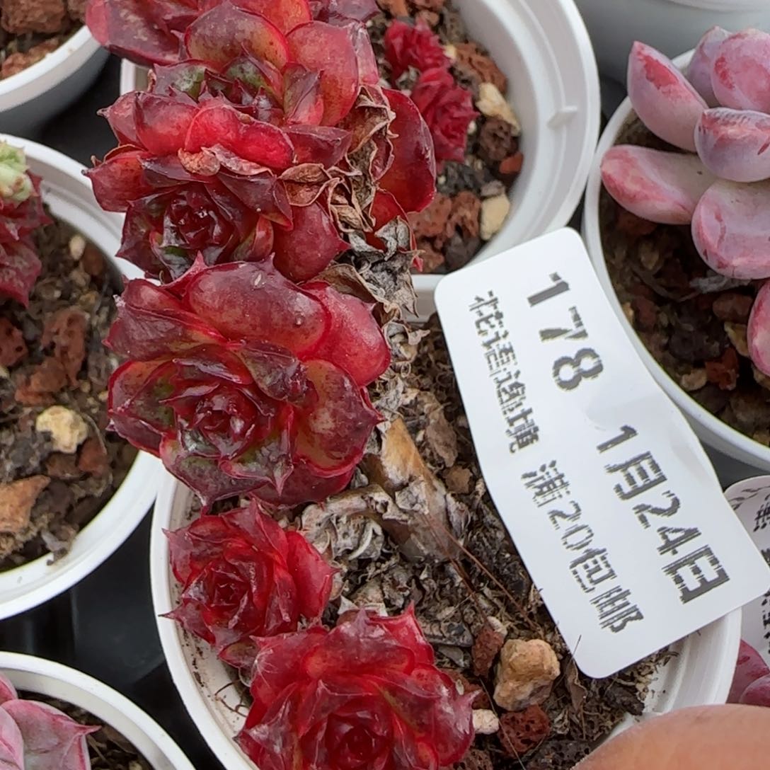 花语逸境0124-178妖娆