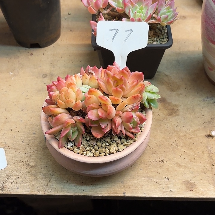 多肉植物，红女巫77号