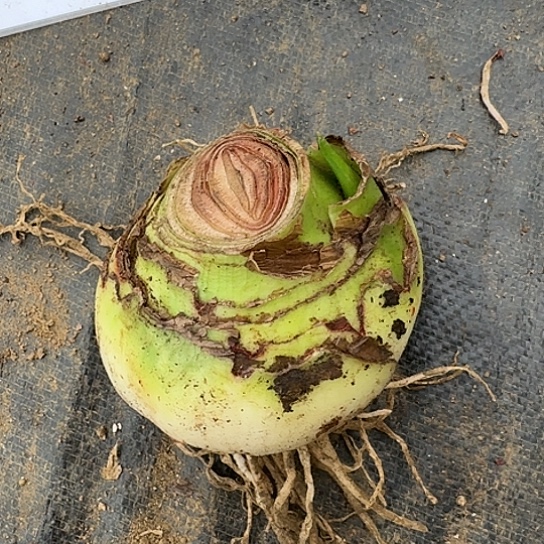 甜蜜妮芙带花剑9-10