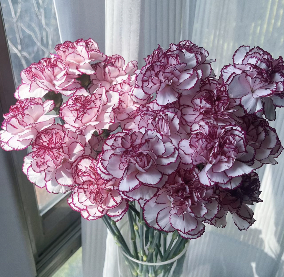 (曼）紫精灵康乃馨10支+5支防损鲜花任意满2单包邮