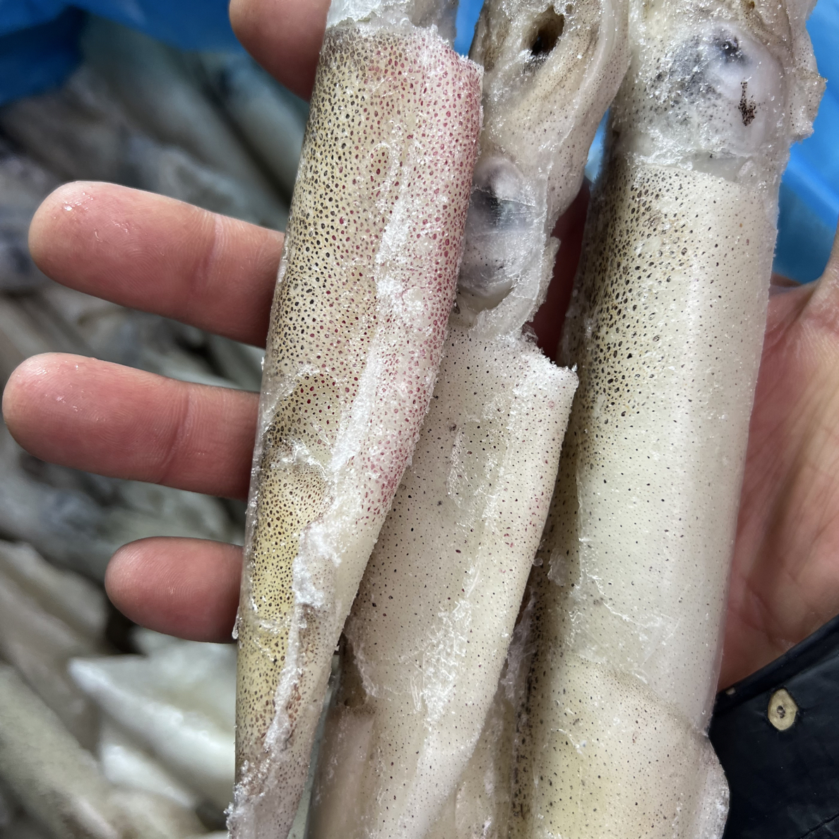 公海兔（笔管鱼）4斤左右，冻发，顺丰快递