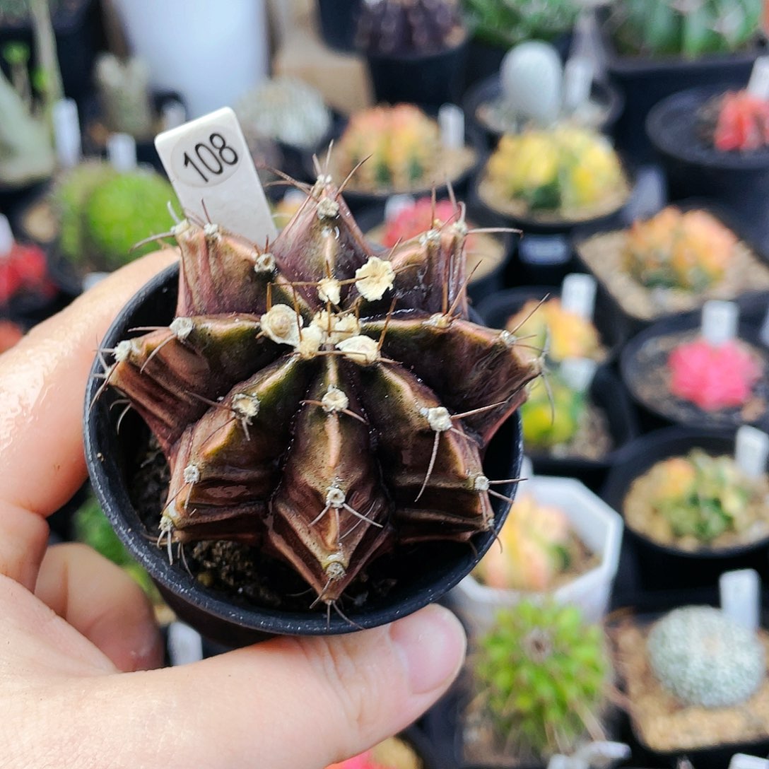 非偏远地区满25包邮发货仙人球