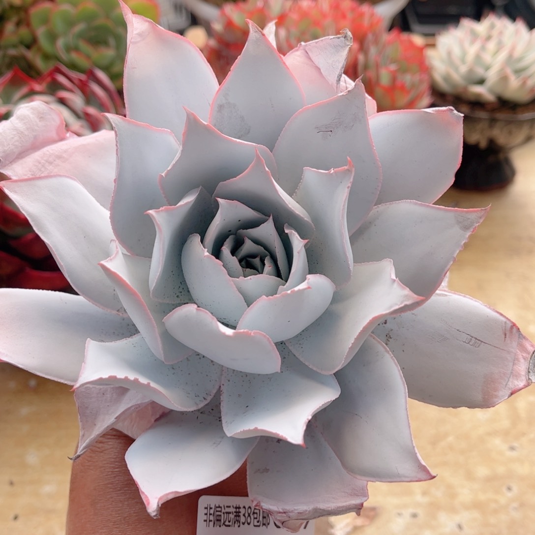 617广寒宫德华多肉