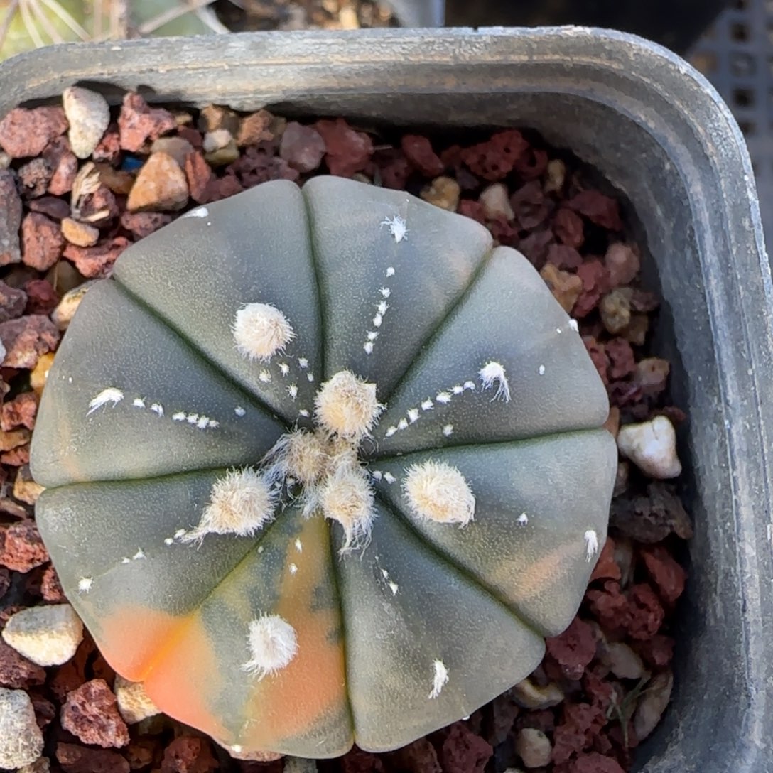 031实生兜锦多肉3.4